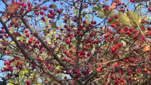 Wild Rose Hip Tree In Nature