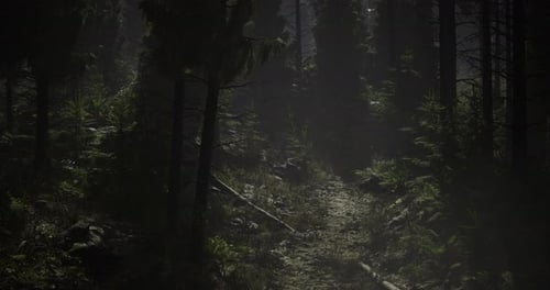 Forest Path Illuminated By Soft Light During Early Morning Hours