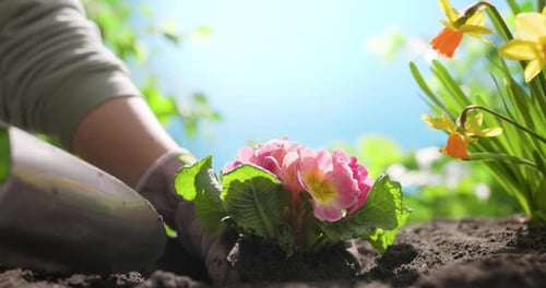 Gloved Hands Planting Colorful Flowers in Garden Soil
