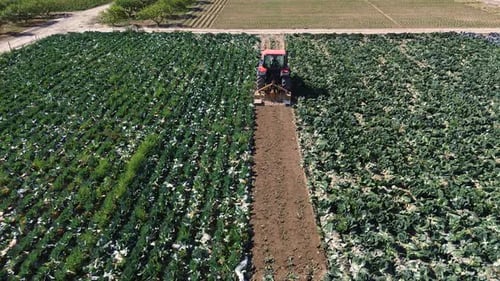 Farmworker riding tractor tilling or plowing the earth. Preparation to cultivate in agricultural fie