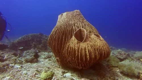 Mergulhador nadando ao lado de uma esponja de barril gigante