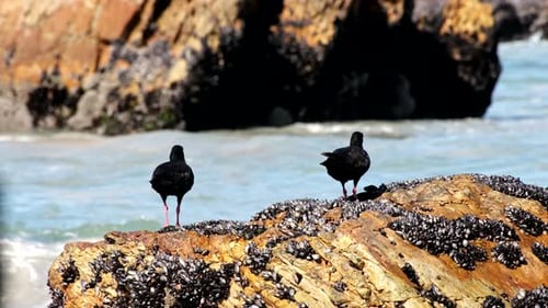 Afrikanische schwarze Austernfänger fressen auf mit schwarzen Muscheln bedeckten Küstenfelsen
