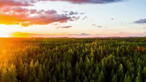 Aerial View Of Forest At Sunset