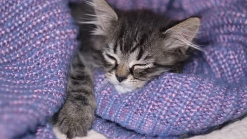 Sleeping Kitten Wrapped in Knitted Blanket