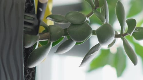 Hand Gently Gardening Indoor Green Leafy Plant