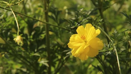 gros plan du cosmos caudatus ou d'une fleur de rayon jaune dans le jardin. Plante annuelle du genre Cosmos. wild f