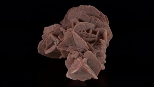 Desert Rose