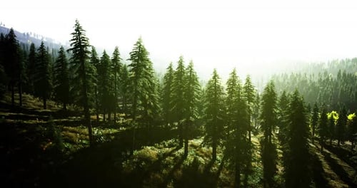 Panoramic View of Sunny Pine Forest with Misty Background