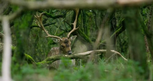 Male Fallow Deer with Large Antlers Eating Bark from a Branch in the Forest