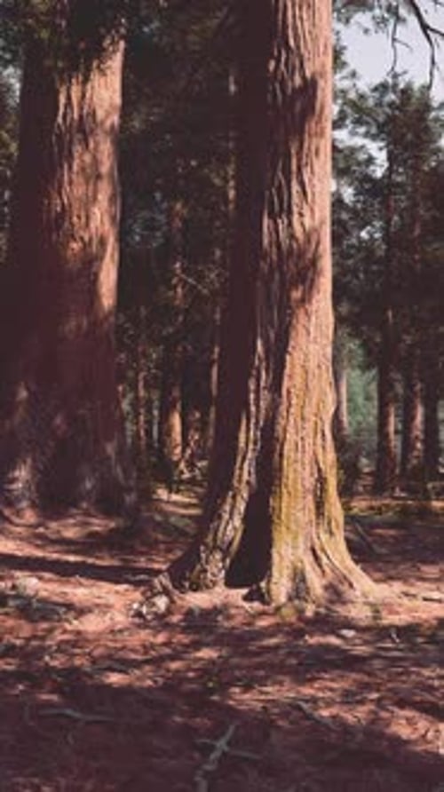 A Dense Forest with Towering Trees