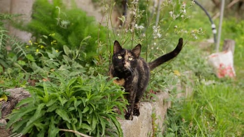 Calico Cat Sitting Among Green Plants in Garden
