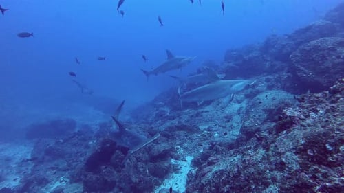 A group of hammerhead sharks swimming by the reef in cocos islands looking for food