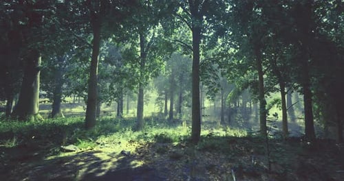 Sunlight Filters Through a Dense Forest Creating a Peaceful Atmosphere