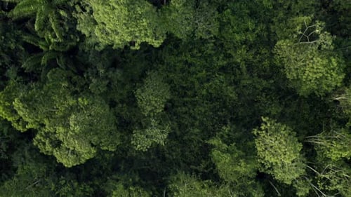 Aerial: top down view over lush green jungle rainforest canopy