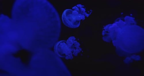 Jellyfish Swimming in Deep Blue Water