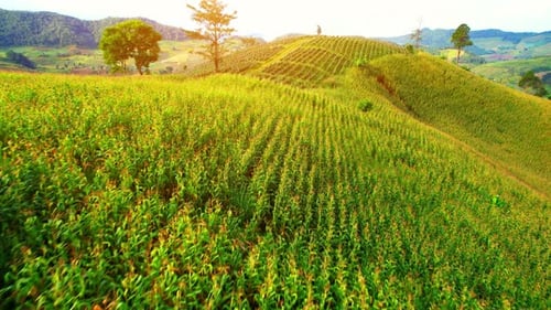 Landscape of mountains and agricultural areas. farmland in tropical