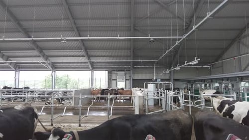 Cows on a modern automatic diary farm with robots. Cow milking system