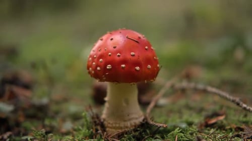 Autumnal Background Amanita Muscaria Mushroom in a Forest Harvest Fungi Fly Agaric Wild Poisonous