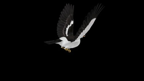 South East Asian Starling Bird - Indian Peid Mynah - Flying Loop - Back Angle CU - Alpha Channel