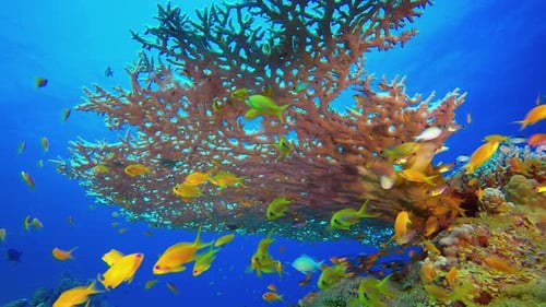 Reef Coral Garden Underwater Life
