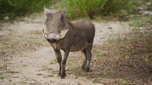 Wild Warthog with Prominent Tusks Standing in Natural African Habitat Before Walking Away and