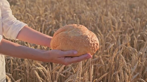 Woman in linen shirt holding fresh white bread in field of golden wheat at sunset. Bread in hands