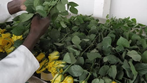 Sorting Fresh Rose Flowers In The Factory Greenhouse