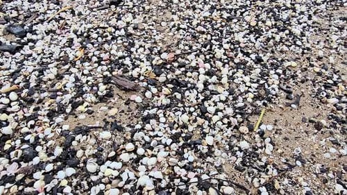 Ein Strand voller weißer und schwarzer Muscheln. Die Muscheln sind über den ganzen Strand verstreut und bilden ein b