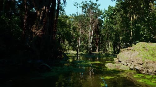 Piscine de forêt tropicale calme avec microhabitat de zone humide à surface miroir