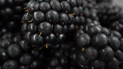 Macro Shot of Fresh Black Berries with Water Droplets