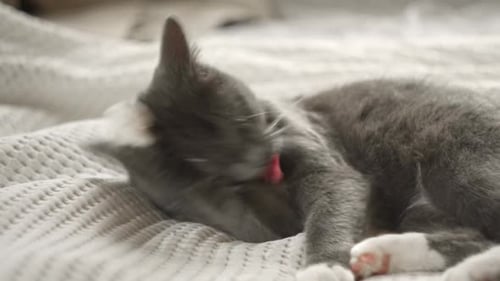 Gray Cat Grooming Paw on Bed