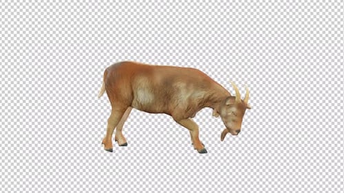 Realistic 3D Goat Animation Standing and Grazing with Alpha Channel