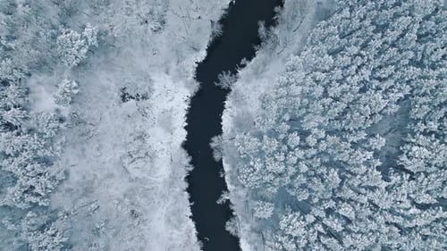 Cold river and white forest. Trees are covered with snow.