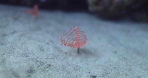 Sabella Spallanzanii hiding between the Coral Reef of the Red Sea of Egypt haete worms in the family
