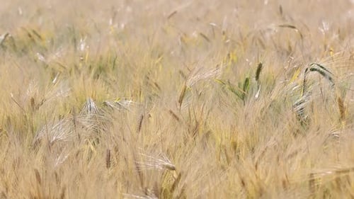Sunny Wheat Field 13
