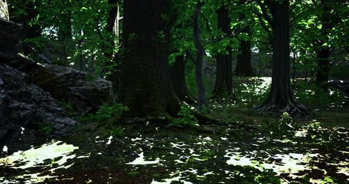 Lush Green Forest with Sunlight Filtering Through Trees and Rocks