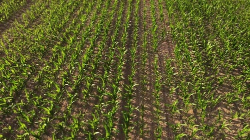 Green Cornfield During Summer Harvest Season Drone Flies Over Green Agriculture Maize Field