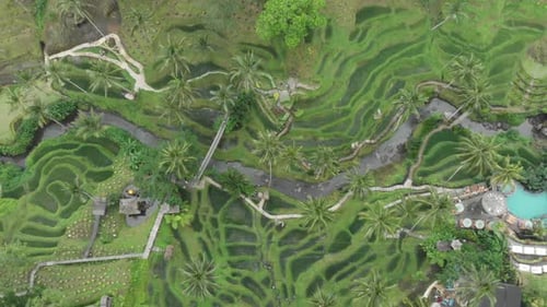 Green rice terraces of Bali, near Tegallalang village, Indonesia