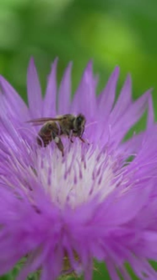 Honeybee on a Purple Flower