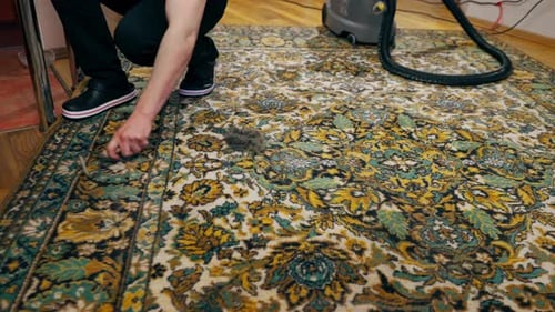 Person Cleaning Floral Rug at Home