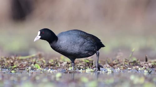Closeup of Eurasian coot in Wetland