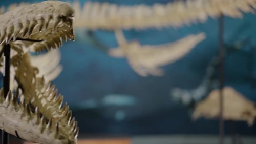 Aquatic Dinosaur bones on display panning reveal