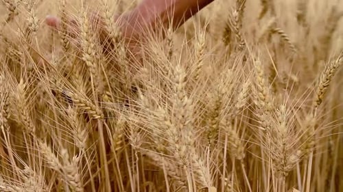 wheat field ready to be harvested with golden sunlight stock footage