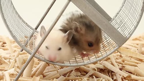 Two Hamsters Resting Together in Exercise Wheel