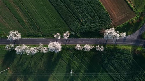 Flight over the alley of blossoming cherry trees on sunny morning. Top down view. St. Anne Mountain,
