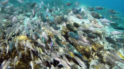 Eine wunderschöne Vielfalt von Korallenfischen, die über dem Meeresboden der Philippinen schwimmen - Nahaufnahme