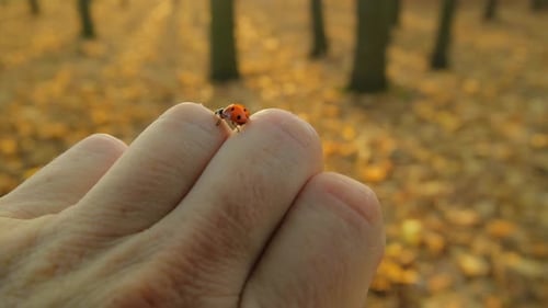 A ladybug crawls across a man's hand in the forest.