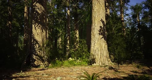 Majestic Towering Trees Create an Enchanting Forest Landscape in Daylight