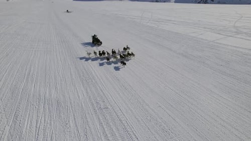 Sled Dog Team Racing Across Snowy Landscape
