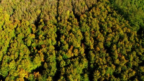 Drohne über einem üppigen Wald aus grünen Bäumen